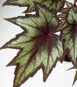 Begonia coccinea Little brother Montgomery